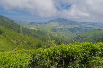The tea garden and Nilgiri Hills